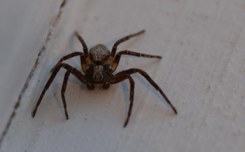 Philodromus sp.